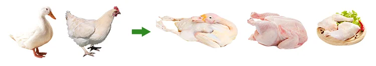 Best price stainless steel complete 1000 bph poultry slaughtering equipment