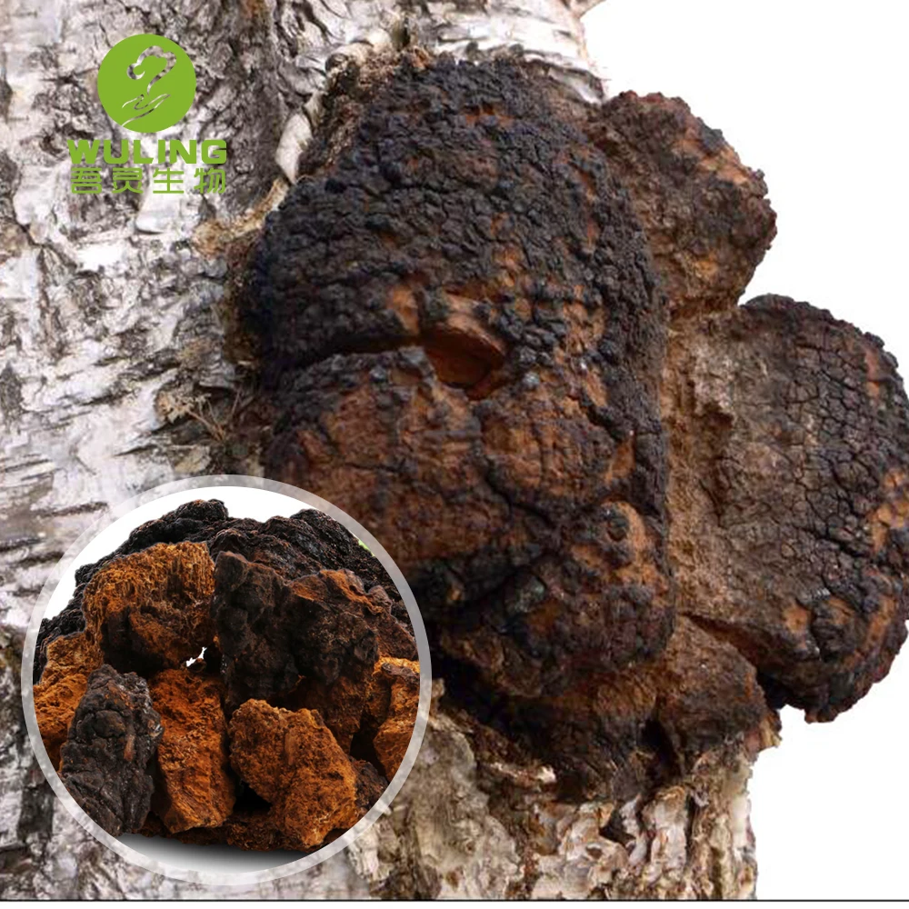 Порошок экстракта грибов Чаги от производителя