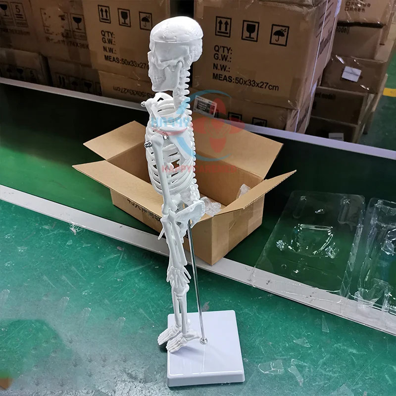 HC-S201 Life-Size Human Skeleton Model 180cm for Medical Teaching in Medical Anatomical