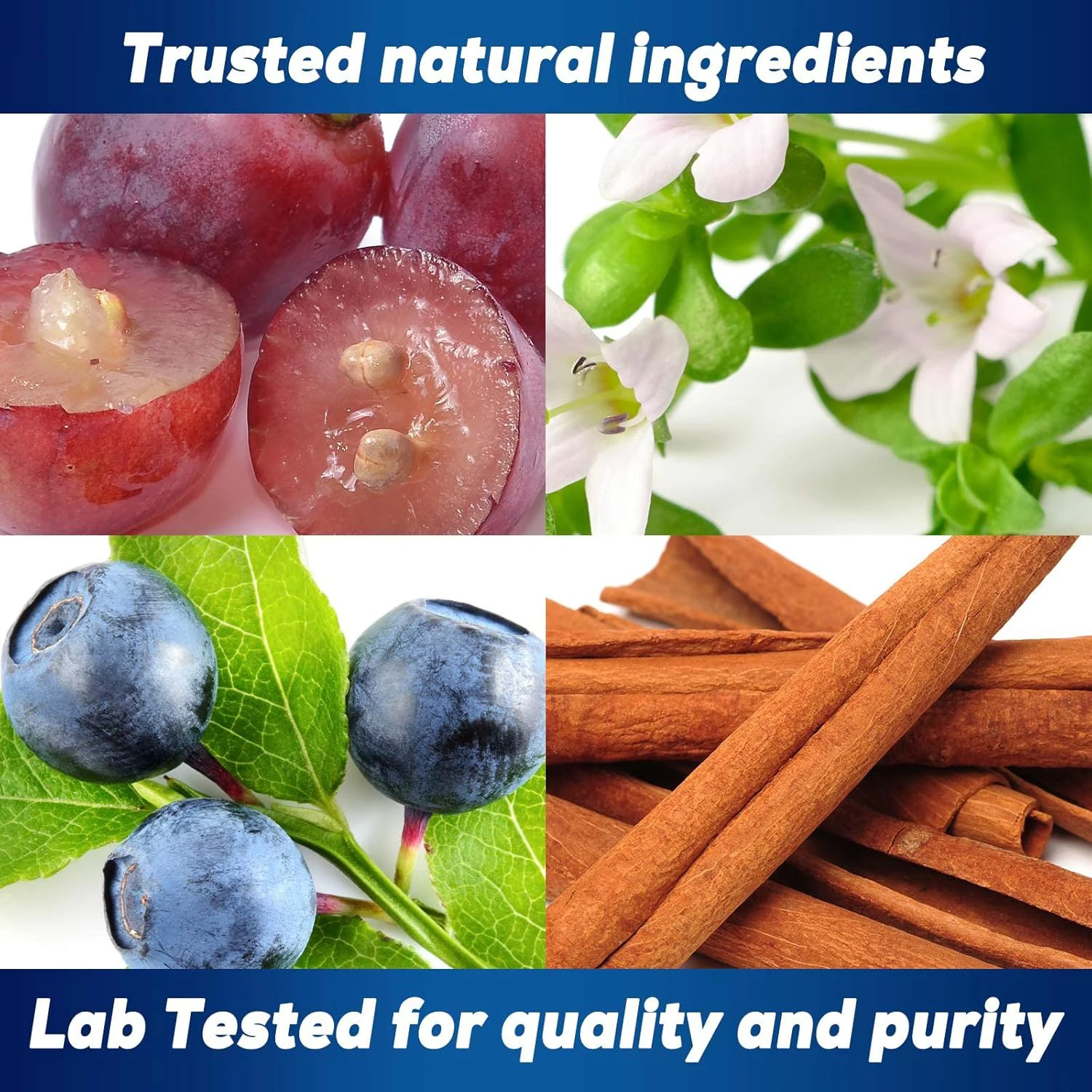 Biocaro OEM/ODM Alpha Brain Capsule L Theanine Focus Concentration Improve Memory Nootropic Capsules Brain Supplement