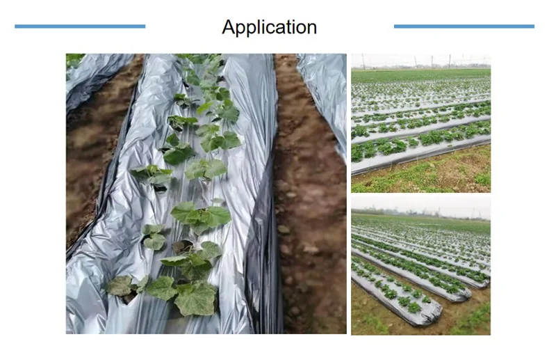 greenhouse strawberry Silver And Black plastic mulch film punch hole for Agriculture,silver black mulch film with hole12,plastic mulch film punch hole,Plastic Mulch Film For Agriculture,Silver And Black Agricultural Film