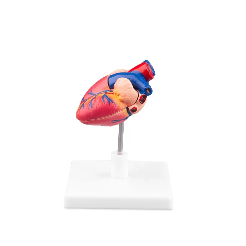Life Size Anatomical Human Heart Medical Model