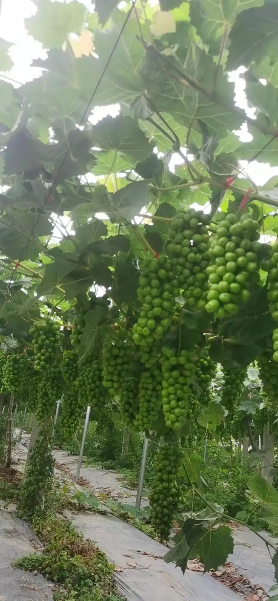 High potassium  dihydrogen phosphate is 100% water soluble NPK 12-4-40   fertilizer