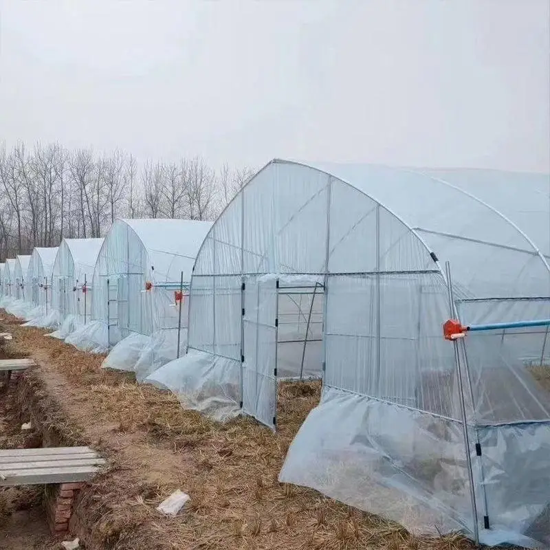 Сельскохозяйственная фабрика оцинкованная стальная рама полиэтиленовая пленка теплица