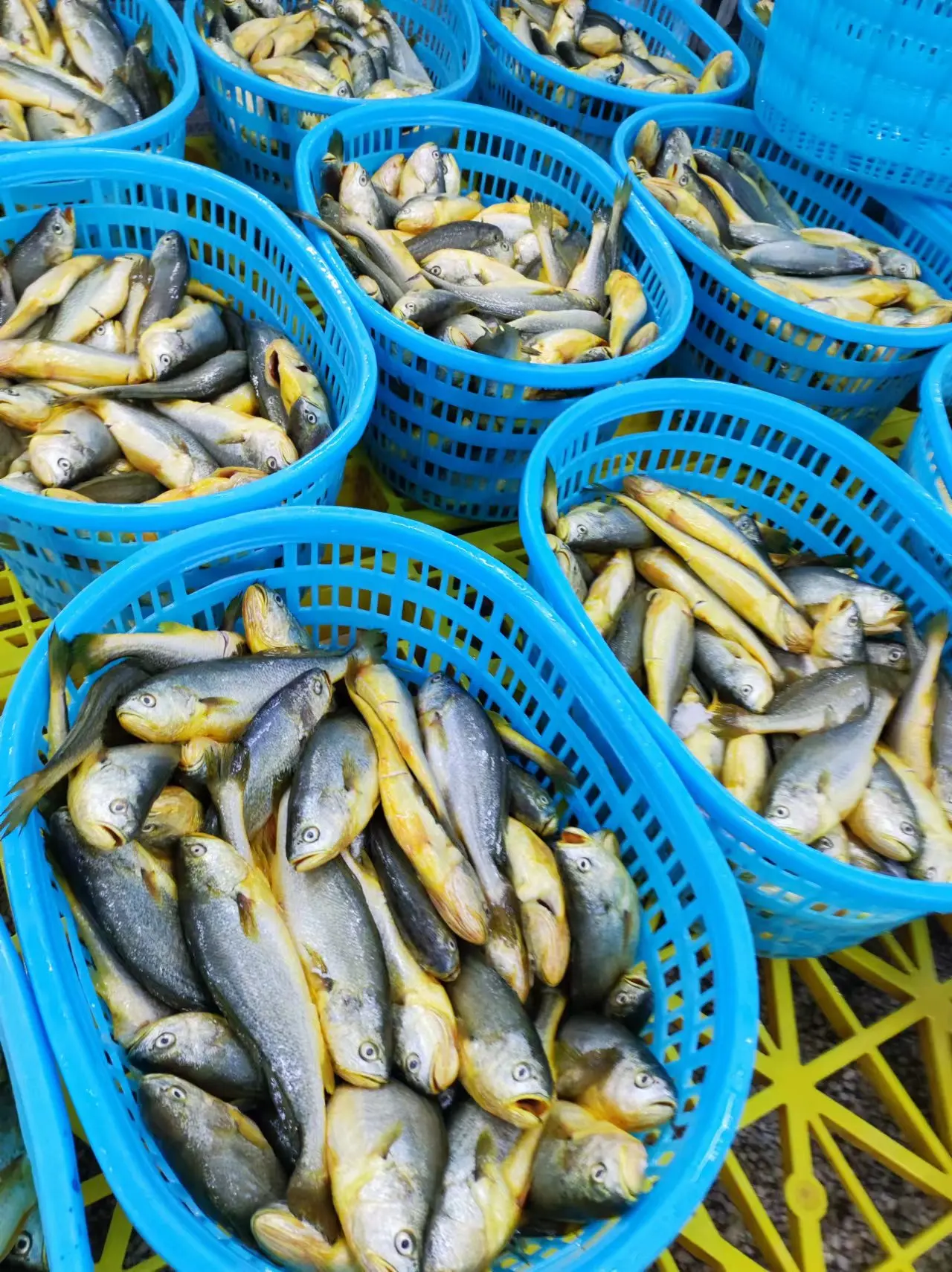 Frozen yellow  Croaker fish sale market