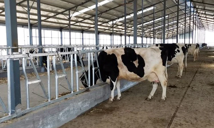 Farm feeding equipment customized cattle cangue goat square head cam lock