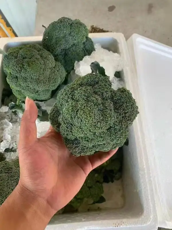 High Quality Vegetable Cauliflower From China Factory for Export