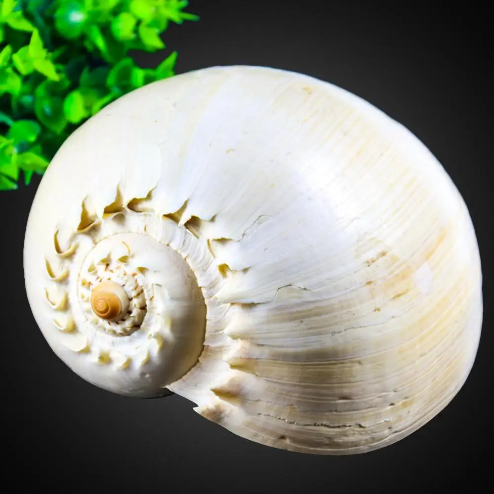 
Wholesale natural spiral beautiful crack large shell conch 