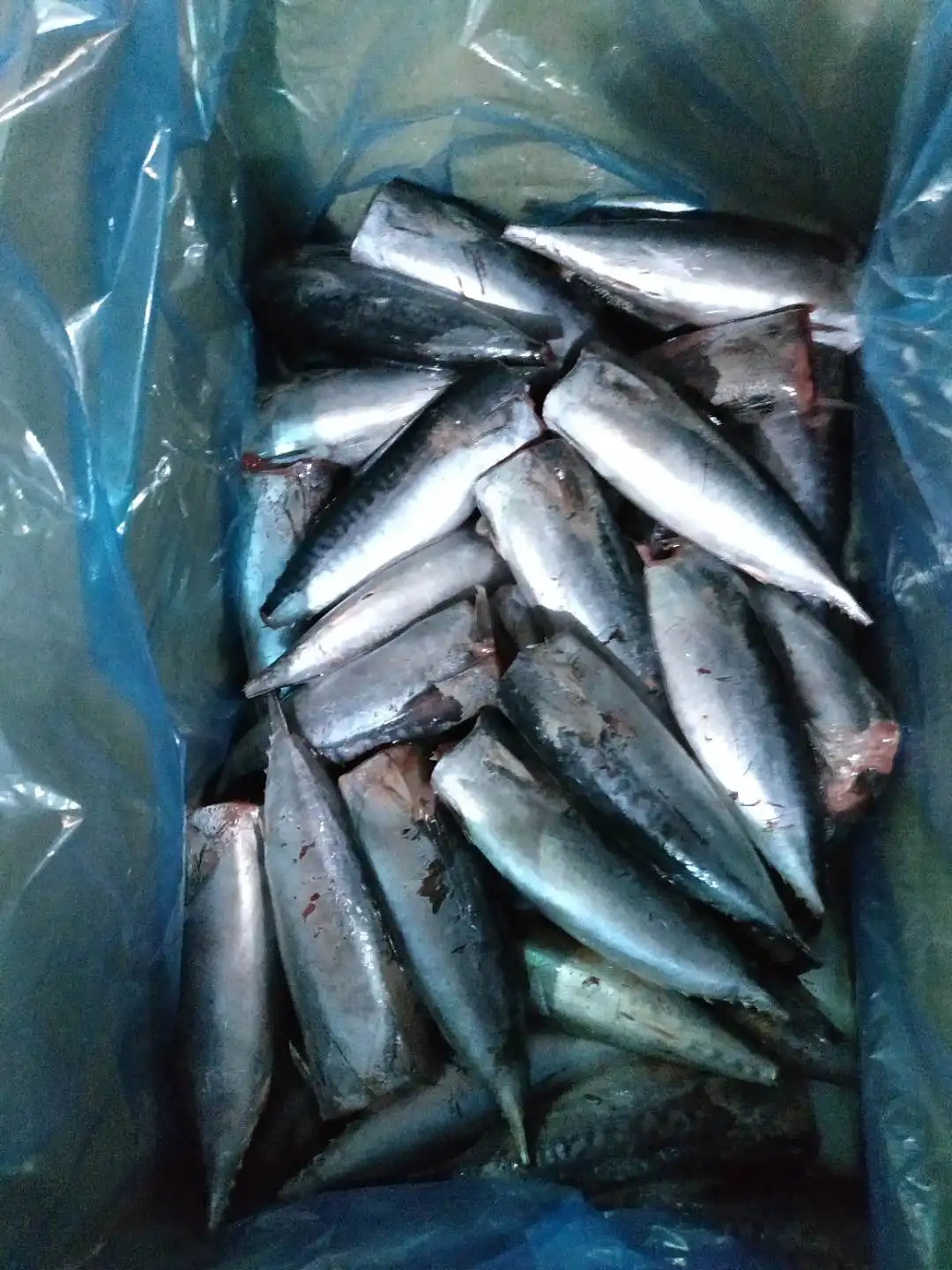 
Frozen Bonito Tuna fish HGT seafrozen BQF for CANNING 