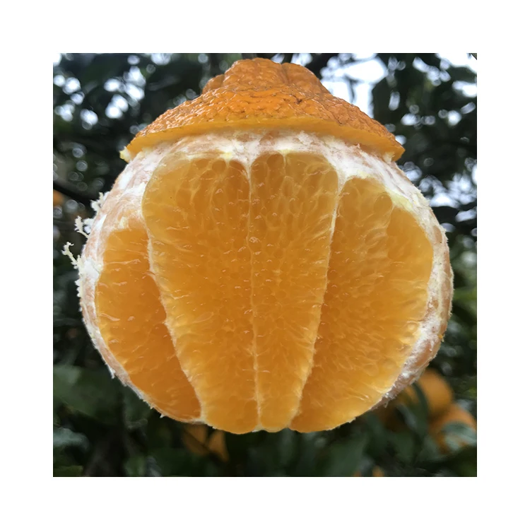 ugly Baby Mandarin Orange/sour Taste/hot Sale