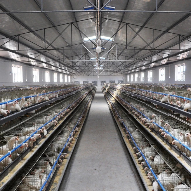 Сельское хозяйство стальная конструкция птицефабрики курица кур-несушек