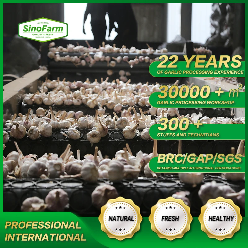 New Normal White Fresh Garlic 10kg Carton From Chinese Garlic Wholesale Supplier Export Price