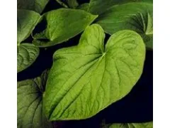 supply free sample high quality kava extract, kava kava plant extract