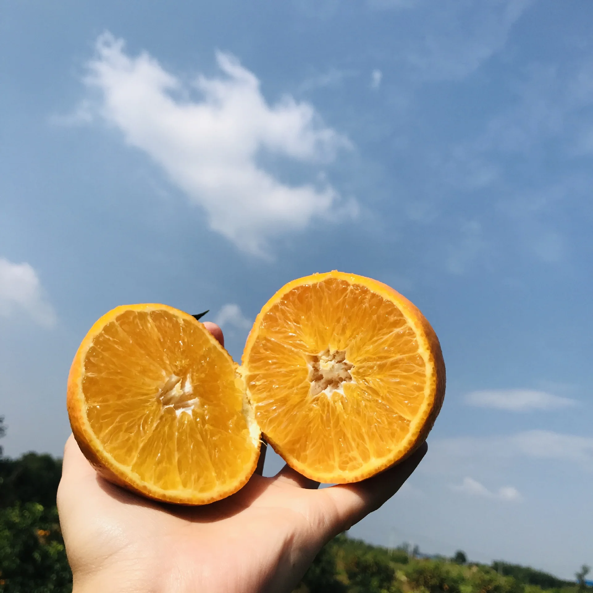 
Sweet and Juicy Fresh Oranges Naval Orange 