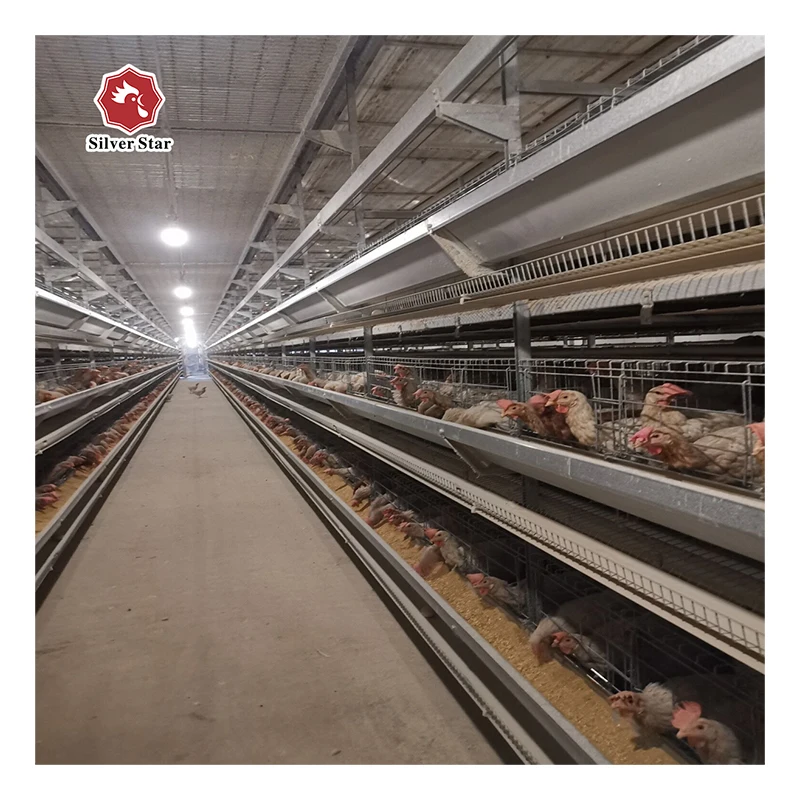 chicken farm machine automatic collection egg white manure layer chicken cage