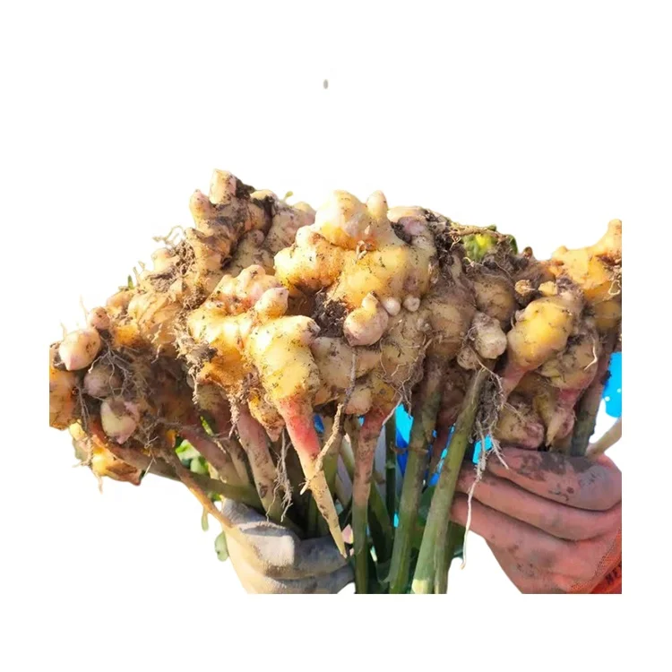
Cheap Price Agriculture Processing Mature Crops Natural Vegetables Variegated Fresh Ginger 
