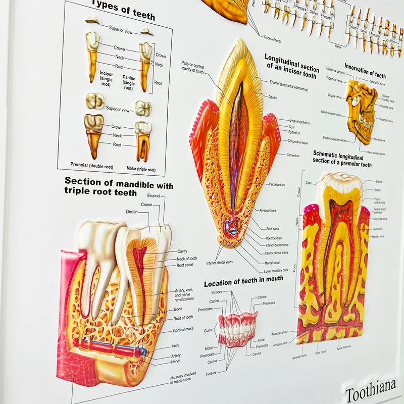 dental medical poster 4.jpg