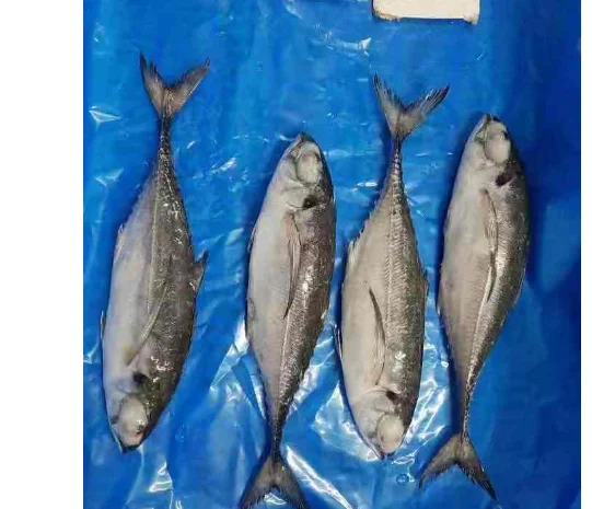 Hot sale Mackerel Frozen Horse Mackerel