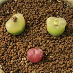 Indoor perennial nature product Succulent plant Aizoaceae Conophytum