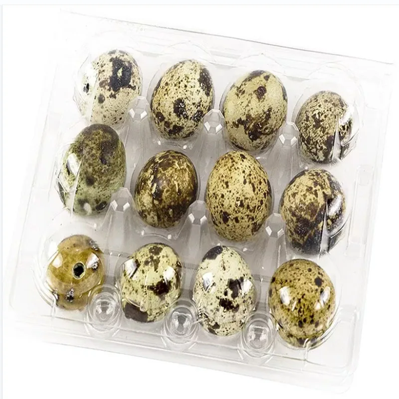 New arrival 12 holes quail package egg box  plastic quail egg tray quail egg carton for sale
