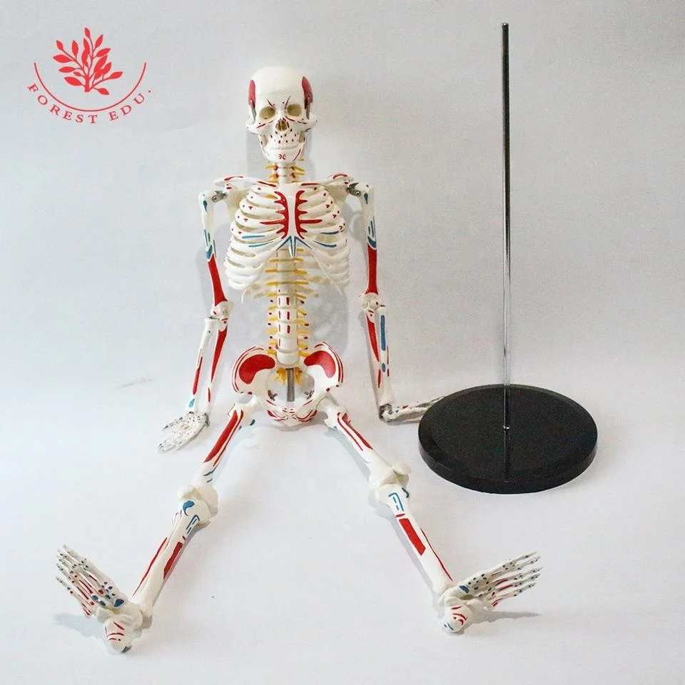 Модель скелета 85 см
