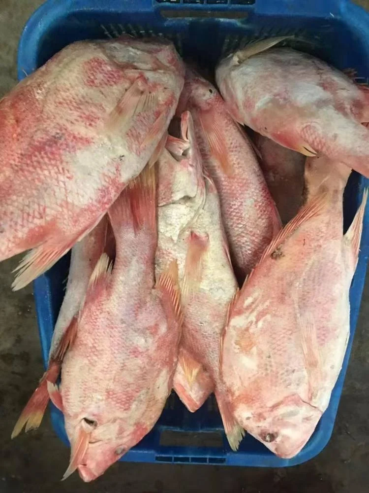 Good Sale from Indonesia Frozen Red Snapper Fillet