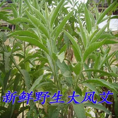 1 кг Дикая трава Ngai camphor sambong сушеные Сырые Натуральные стебли Blumea balsamifera листья разрезы для продажи