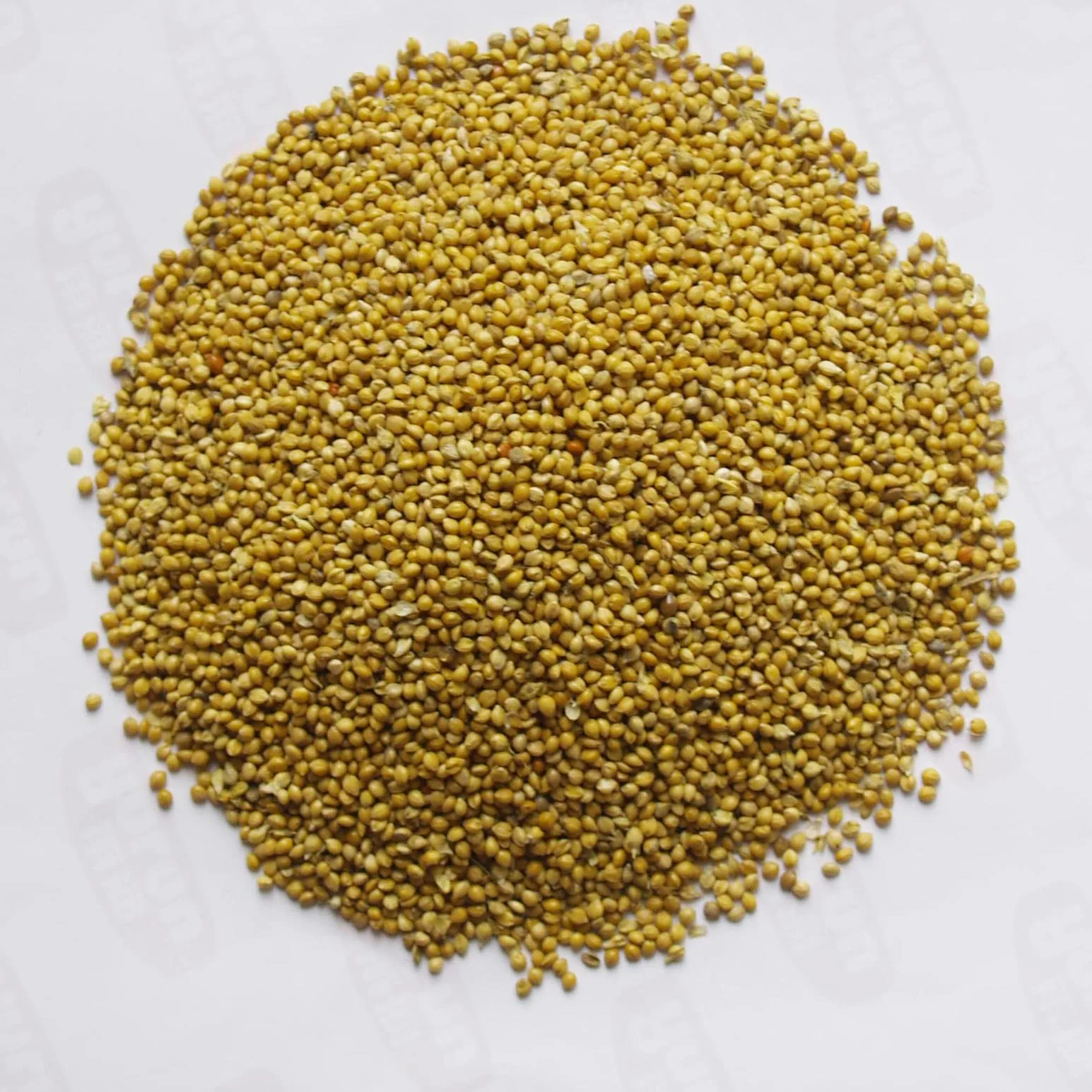 Organic yellow broomcorn millet
