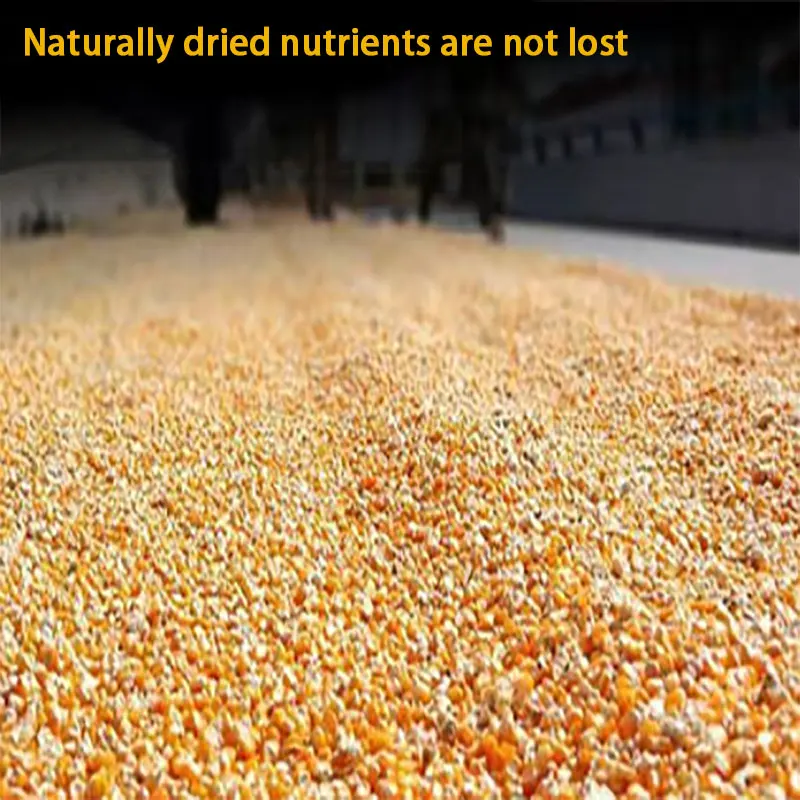 Wholesale animal feed corn price Healthy corn for animals 100% Natural Animal Feed Corn