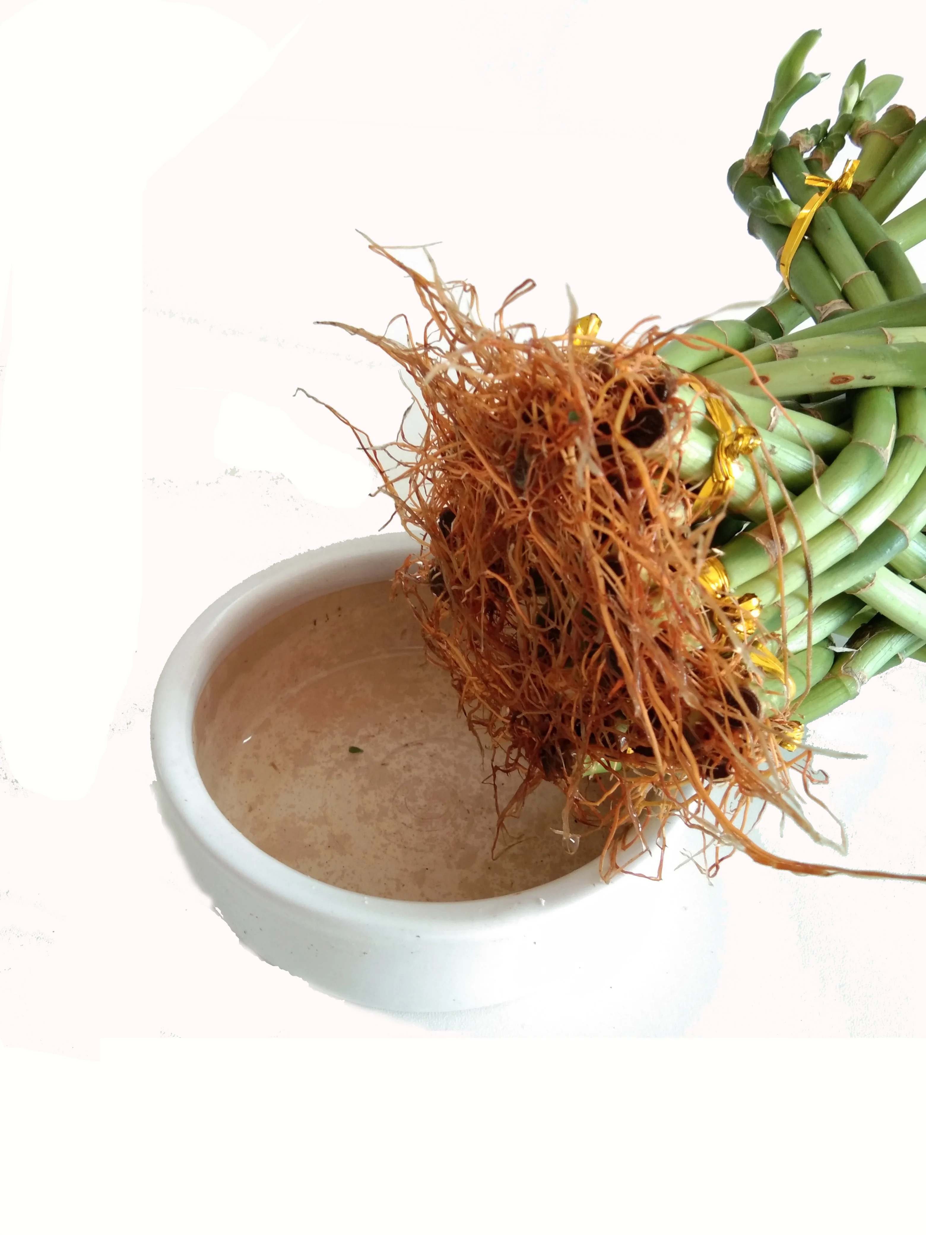 
Green basket flower style lucky bamboo with good quality Zhanjiang 