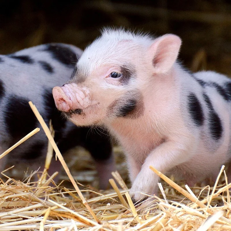 Efficient animal Bacillus subtilis increases the content of immunoglobulin IgA and IgG in piglet serum