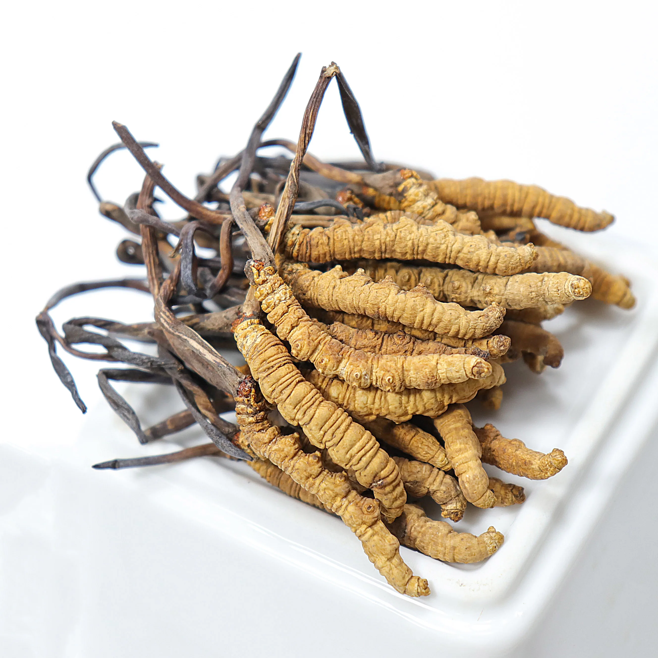 Pure natural bulk cordyceps sinensis mycelium whole dried cordyceps mushroom fungus