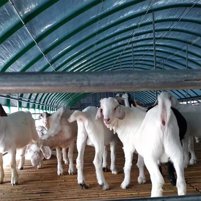 Wholesale cheap prefabricated dairy farm  sheep shed pig house design farm construction