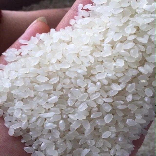 Japonica Rice ODM OEM Service Fresh Rice Nutrition Good Price For Export Custom Logo Package Crop Year 2021 Hot Selling