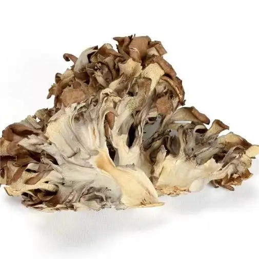 Wholesale Hui shu hua Premium Quality Maitake Dried Mushroom Grifola frondosa in Raw Ad Drying Process