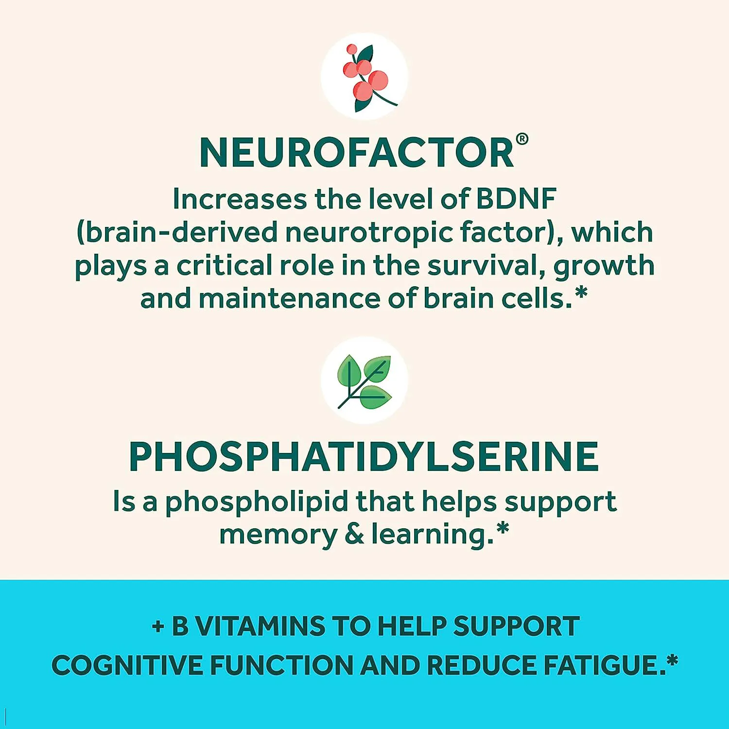 Plus Brain Gummis Memory Focus Concentration Cognitive Function with Vitamins B6 B12 Nootropics Phosphatidylserine Neurofactor