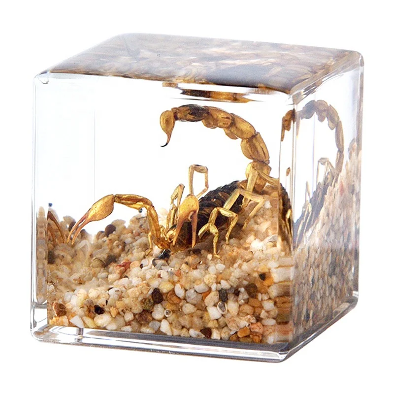 real insects bugs animals microscene ornaments creative unique fancy cool wholesale bulk travel beach party souvenirs gift ideas
