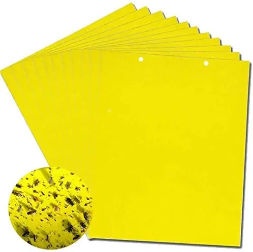 Yellow Sticky Trap  yellow board blue board manufacturers wholesale indoor and outdoor general