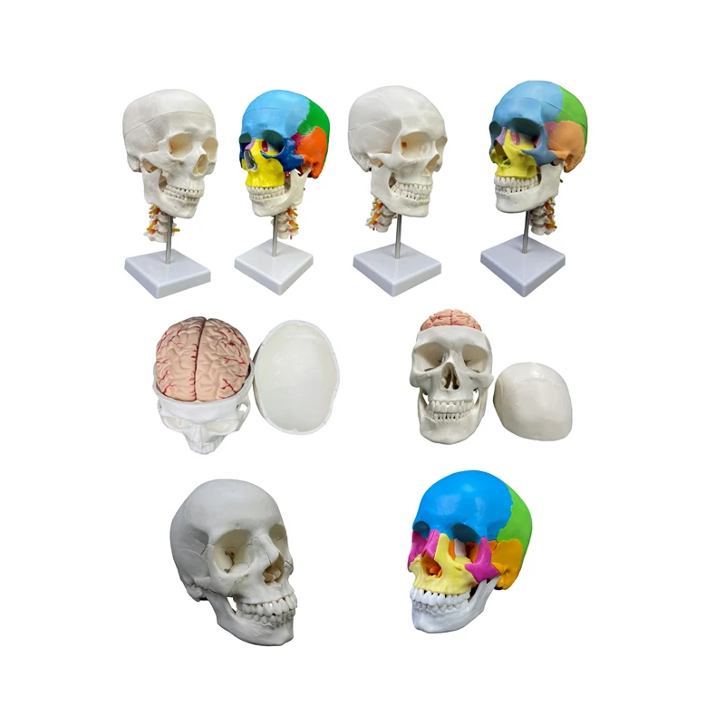 color skull with cervical spine human skeleton model skull  Anatomical 1:1 Colorful Human Skull Model With Cervical Vertebra