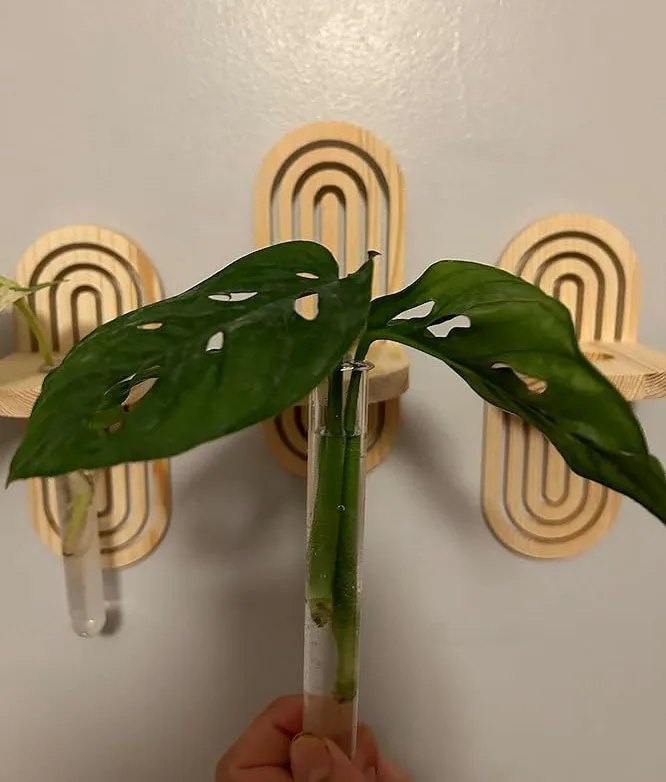 Plastic Wall Hanging Planter Tubes with Wooden Holders 4 Set Separate Wall Mounted Propagation Plant Station