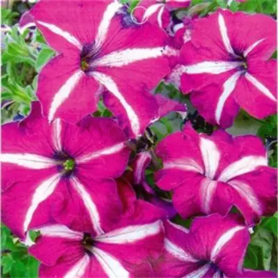 Высокое качество Petunia Hybrida красный звезда цветок популярный свежий милый цветок семена