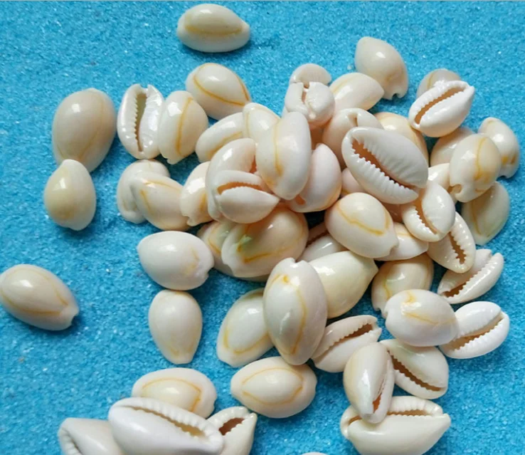 hair mountings braiding cowrie shell beads for hair accessories shell hair clip decor 1kg