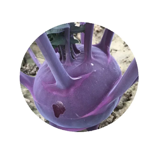 High Yield Hybrid F1 purple kohlrabi seeds Vegetable Seeds For Planting