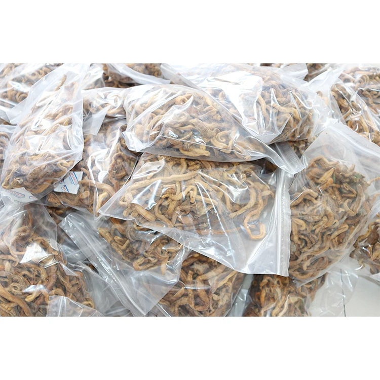 AlotFish hot sell Live Bait freeze-dry blood worm real fishing bait fat lure for sea fishing Soft worm bait