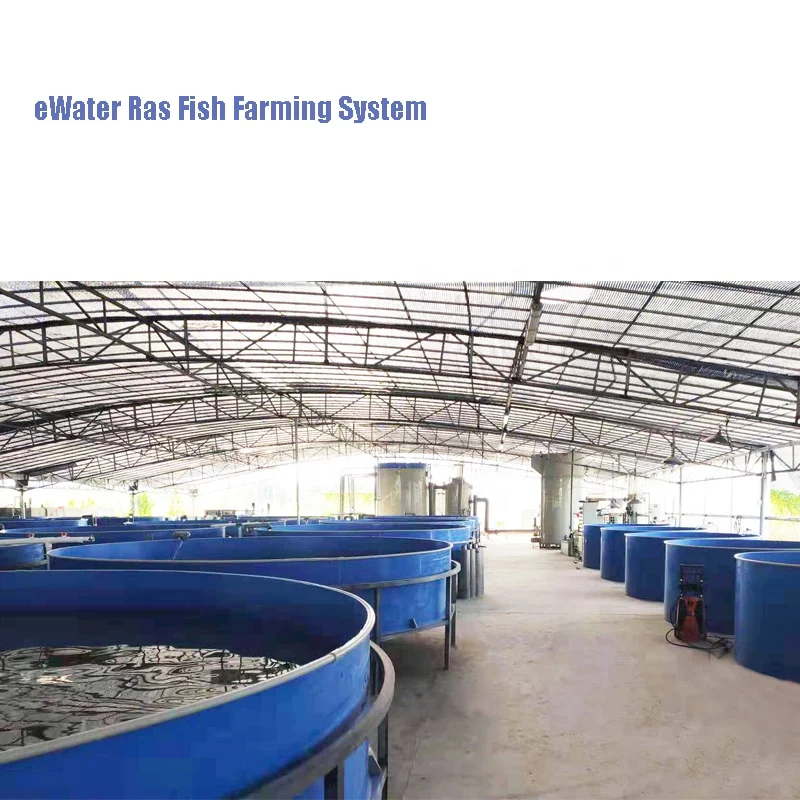 Indoor fish farming ras aquaculture technology fish tilapia fish farming