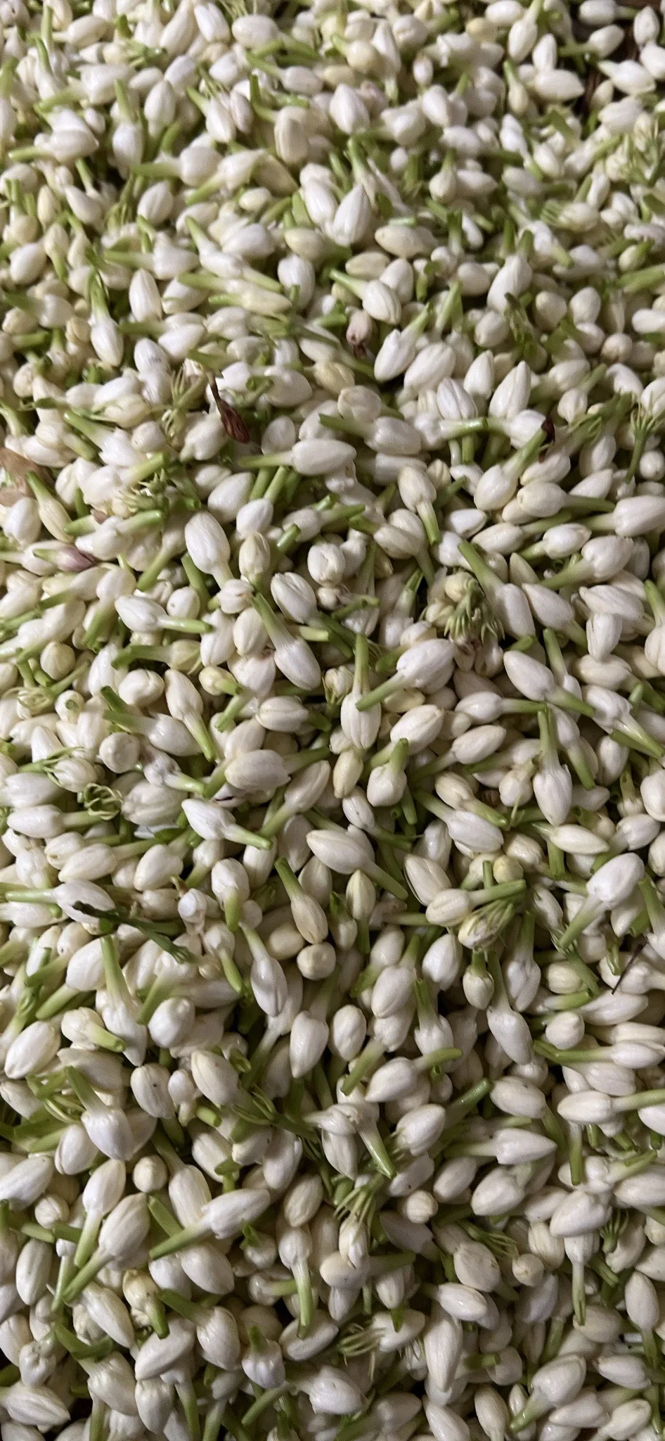 2023 Hot selling FRESH JASMINE FLOWER Whole Buds With Steam Natural White Color For Extraction/Herbal Tea Wholesale for Export