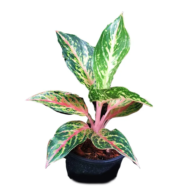  Оптовая продажа Aglaonema горшок растения в Таиланде @ Лучшая цена попробуйте