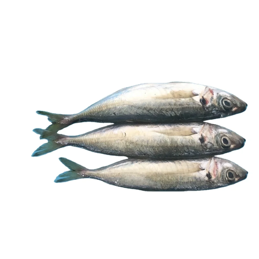 Wholesale Whole Round Horse Mackerel