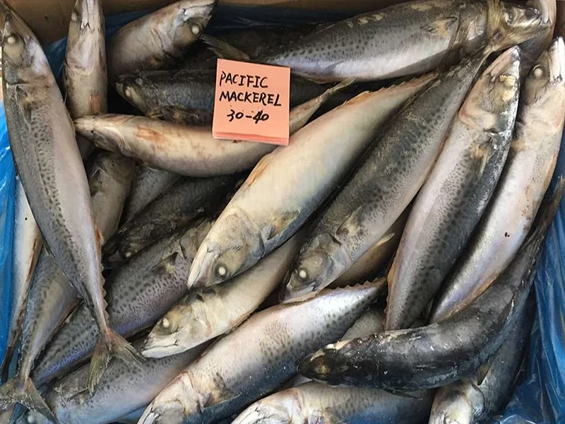 Top Quality Frozen Pacific Mackerel Fish With Wholesale