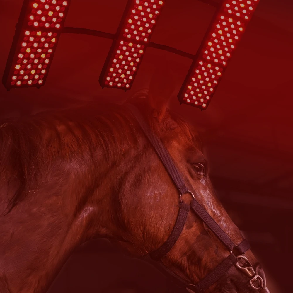 Assistant Red Light Therapy Device Barn Light for Equine Sunbath LED Horse Solarium